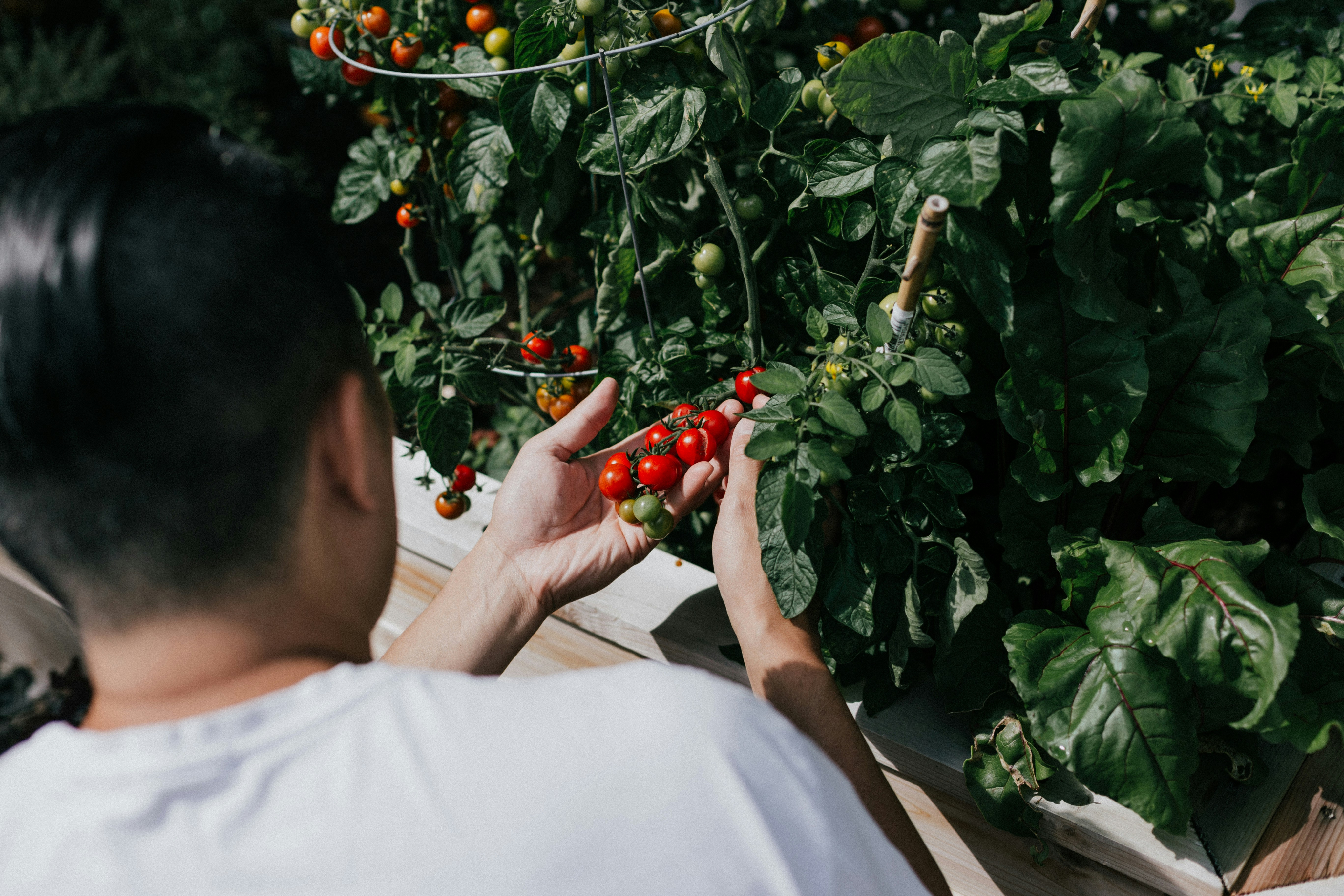 Person harvesting tomatoes